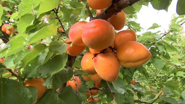 Faimes : un speed dating des circuits courts 