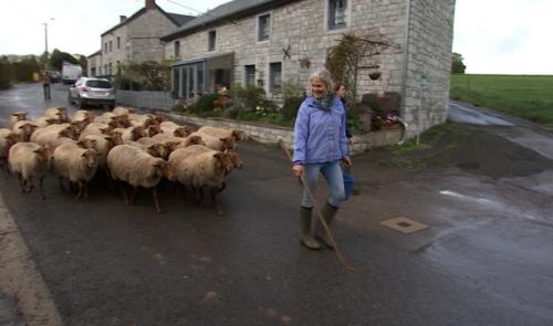 Ferrières: Dernière transhumance pour les brebis de My