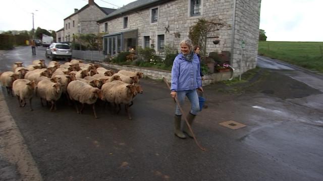Ferrières: Dernière transhumance pour les brebis de My