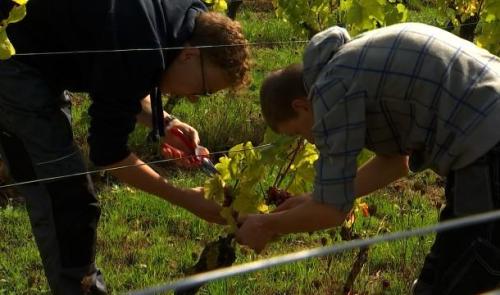 Flémalle : 1ere vendange dans le vignoble didactique