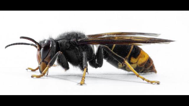 Flémalle : à la recherche d'un nid de Frelons 