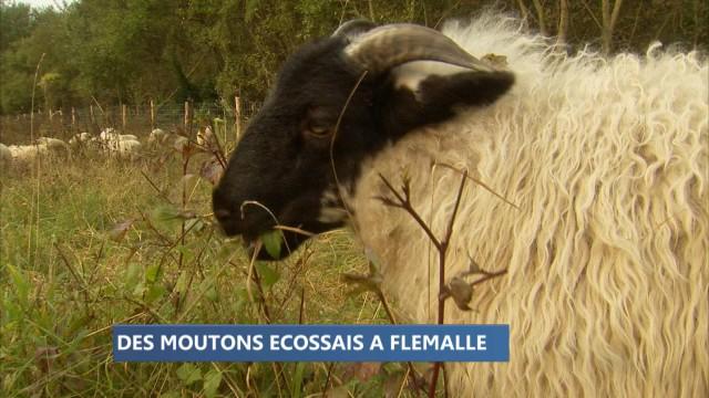 Flémalle : le plus grand projet d'éco-patÍ»rage de la région