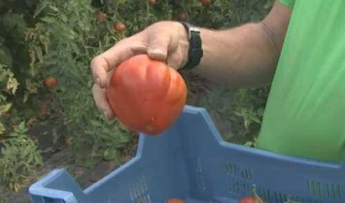 Fouron-Saint-Martin fête la tomate ce dimanche 