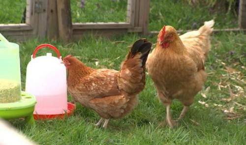 Geer échange 2 poules contre bons soins