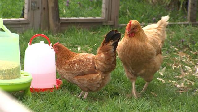 Geer échange 2 poules contre bons soins