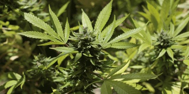 Grivegnée : découverte d'une plantation de cannabis