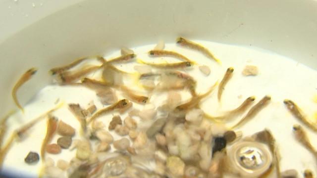 Harzé : les enfants ont élévé puis relâché des saumons