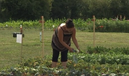 Héron : le potager du CPAS accessible 7 jours sur sept 