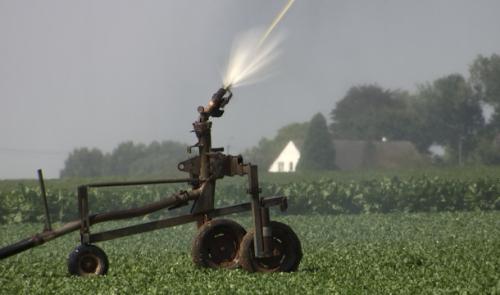Hesbaye Frost: Irrigation indispensable pour les cultures de légumes