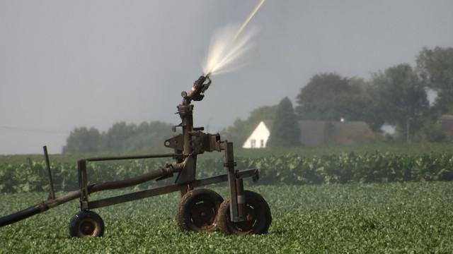 Hesbaye Frost: Irrigation indispensable pour les cultures de légumes