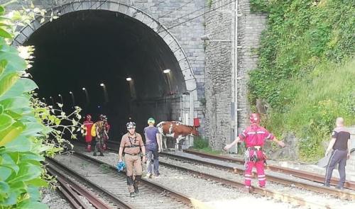 Hony : "Parisienne", la vache aqualienne sauvée des bords de l'Ourthe