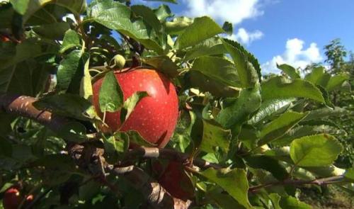 Les pépiniéristes dénoncent la concurrence déloyale des grandes surfaces