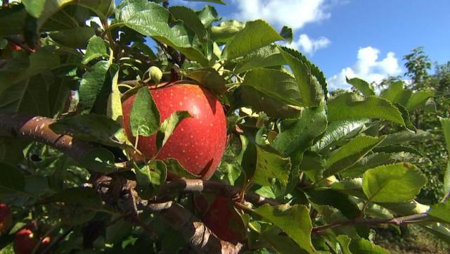 Les pépiniéristes dénoncent la concurrence déloyale des grandes surfaces