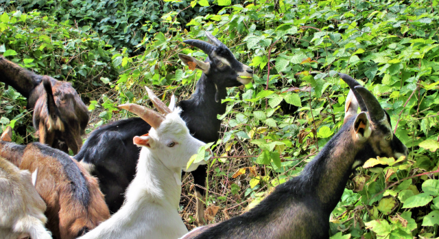 Huy : des boucs pour nettoyer les espaces naturels