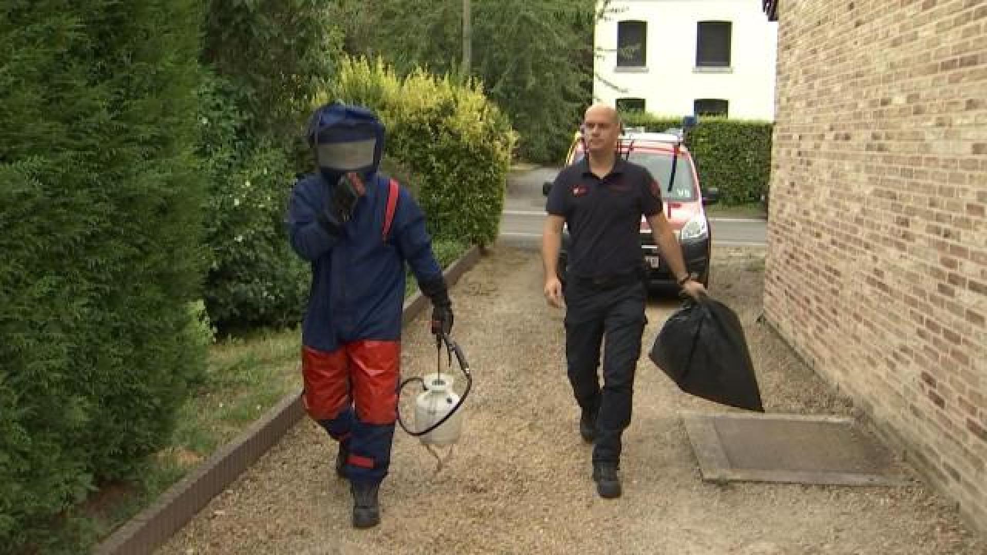 Huy : les pompiers neutralisent les nids de guêpes