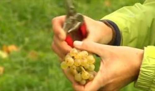 Saveurs de chez nous 29 octobre 2014