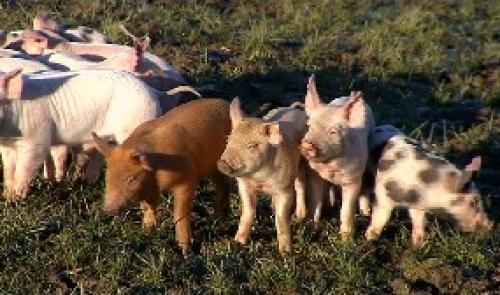Saveurs de chez nous 07 janvier 2015