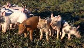 Saveurs de chez nous 07 janvier 2015