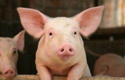 Saveurs de chez nous 19 mai 2015