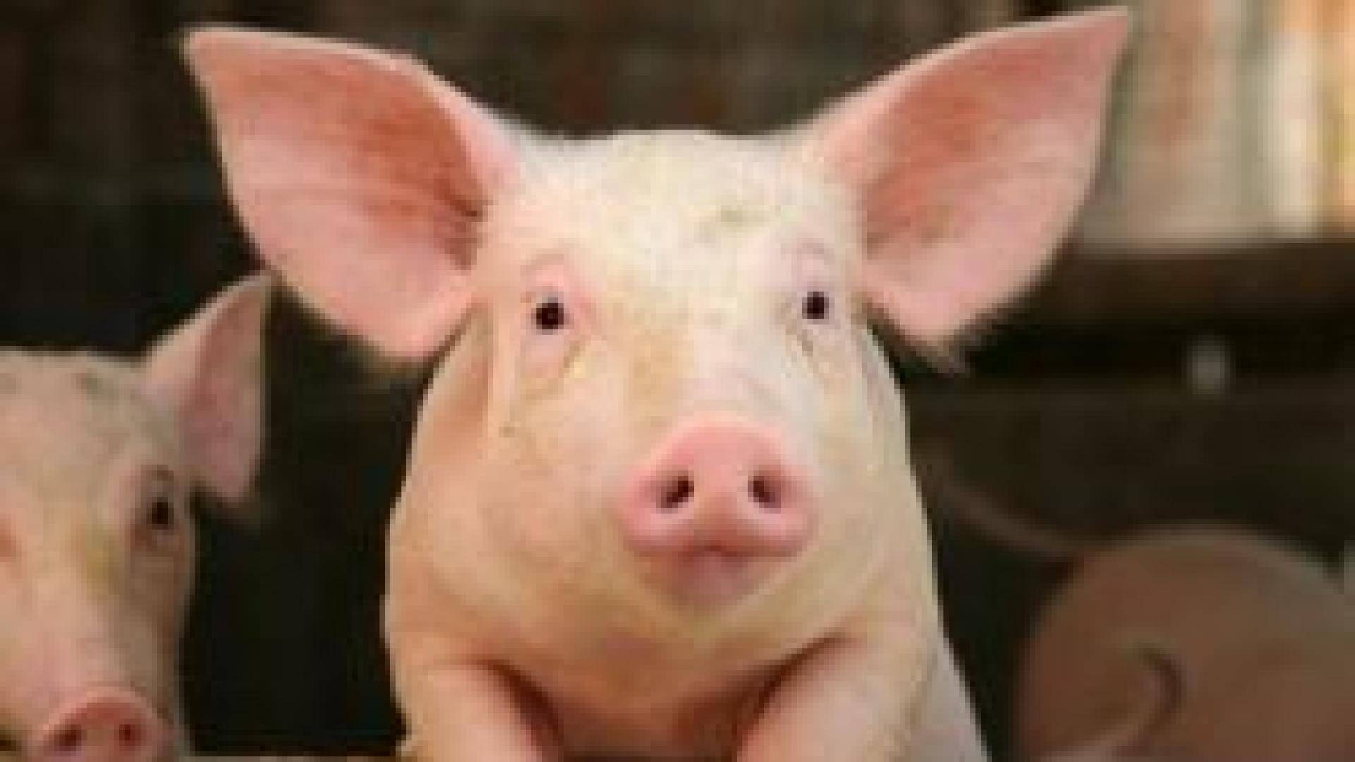 Saveurs de chez nous 19 mai 2015