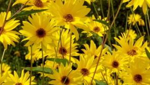 Saveurs de chez nous: Les plantes invasives de chez nous