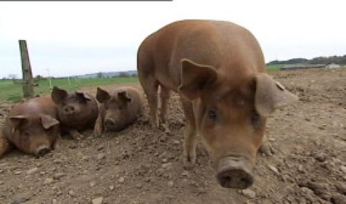 Saveurs de chez nous: La ferme de Verleumont