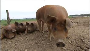 Saveurs de chez nous: La ferme de Verleumont
