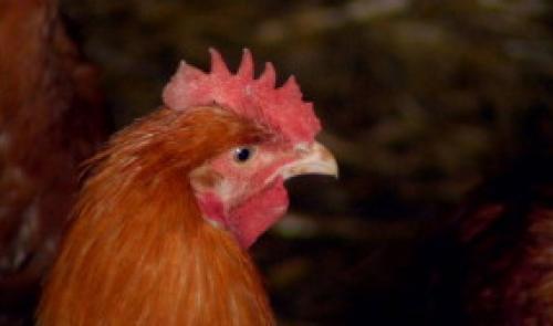 Saveurs de chez nous: Ferme de Chevronsart