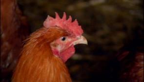 Saveurs de chez nous: Ferme de Chevronsart