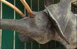 Un éléphant au MAMAC