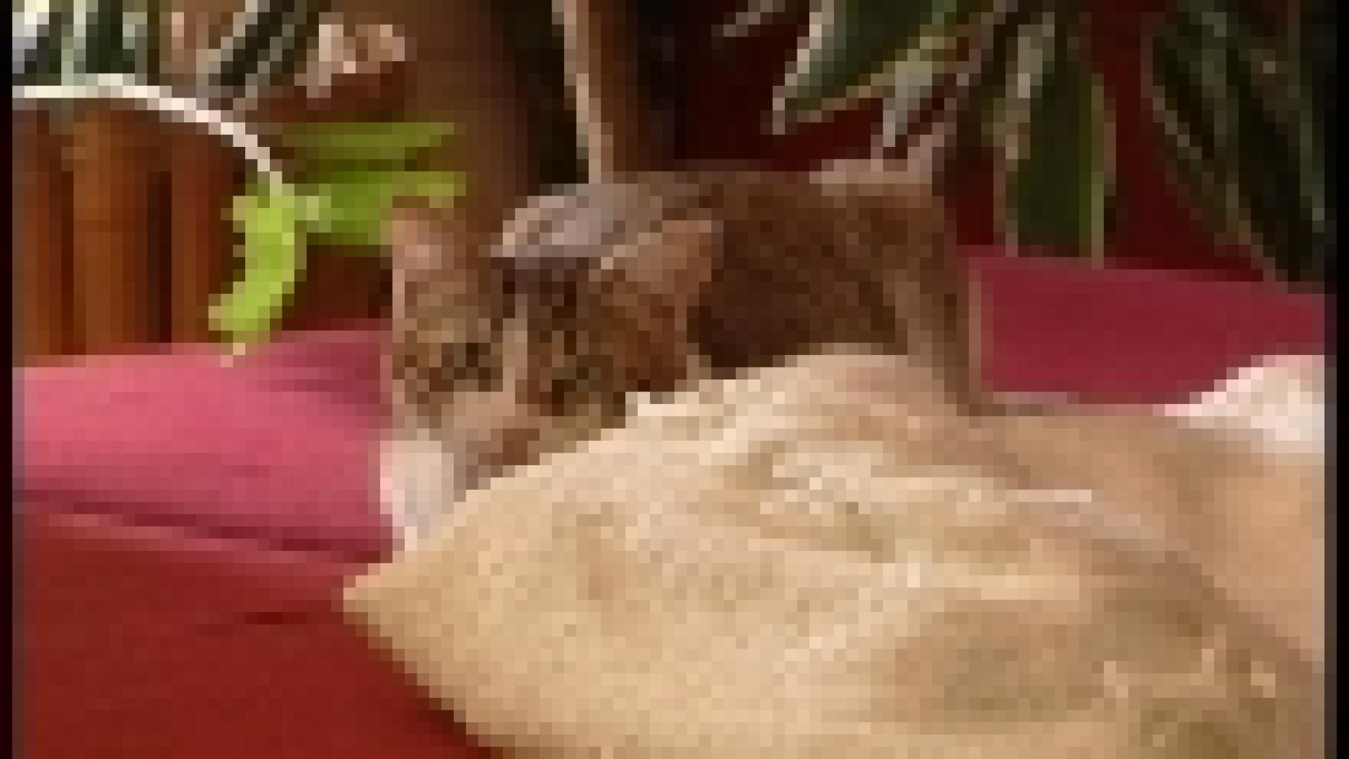 FIL: Salon Animalia