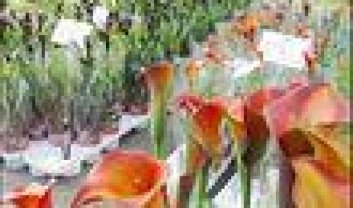 Blegny-mine: foire aux plantes rares