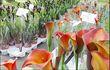Blegny-mine: foire aux plantes rares