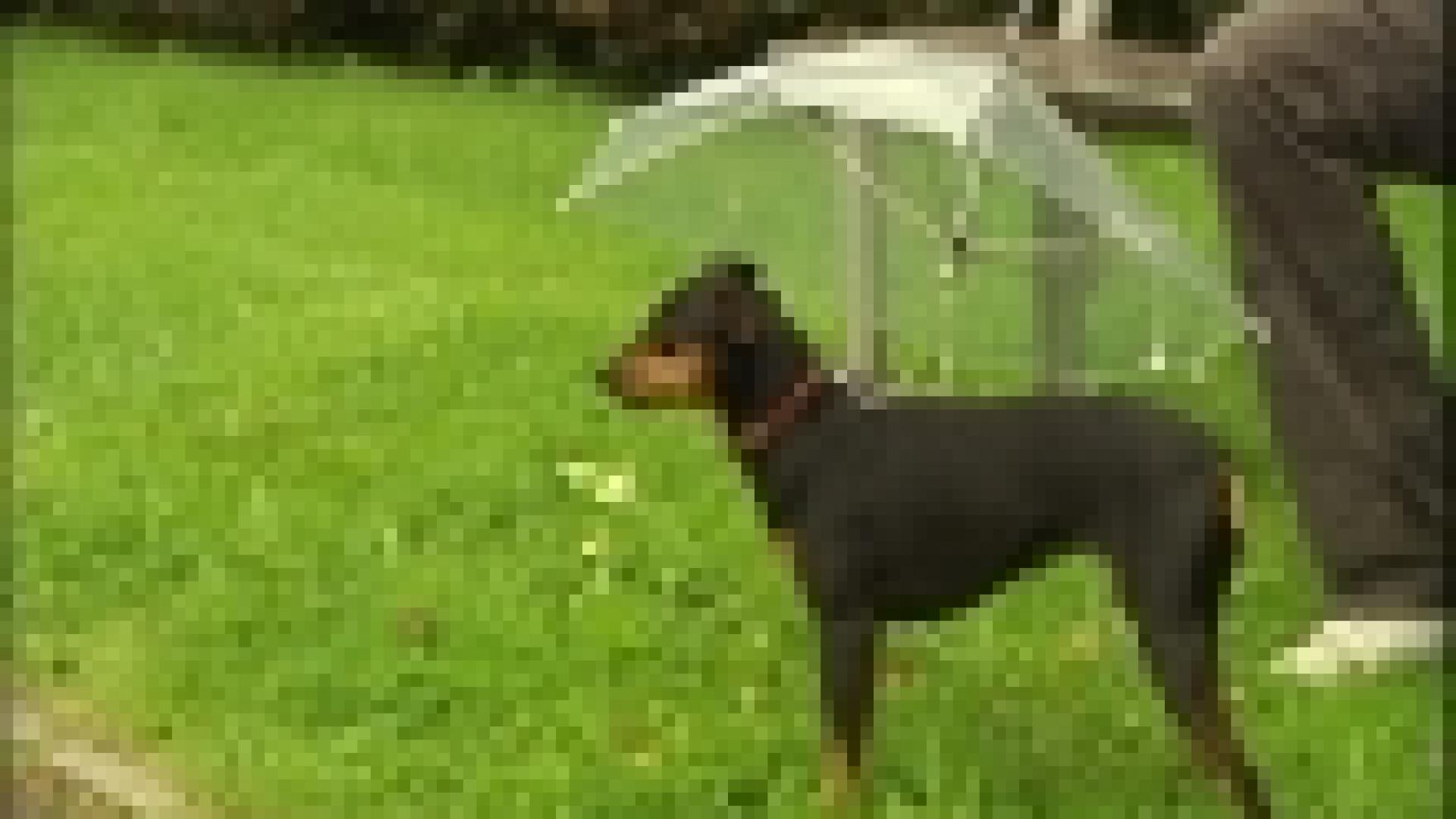 Cerexhe-Heuseux: Parapluies pour chien