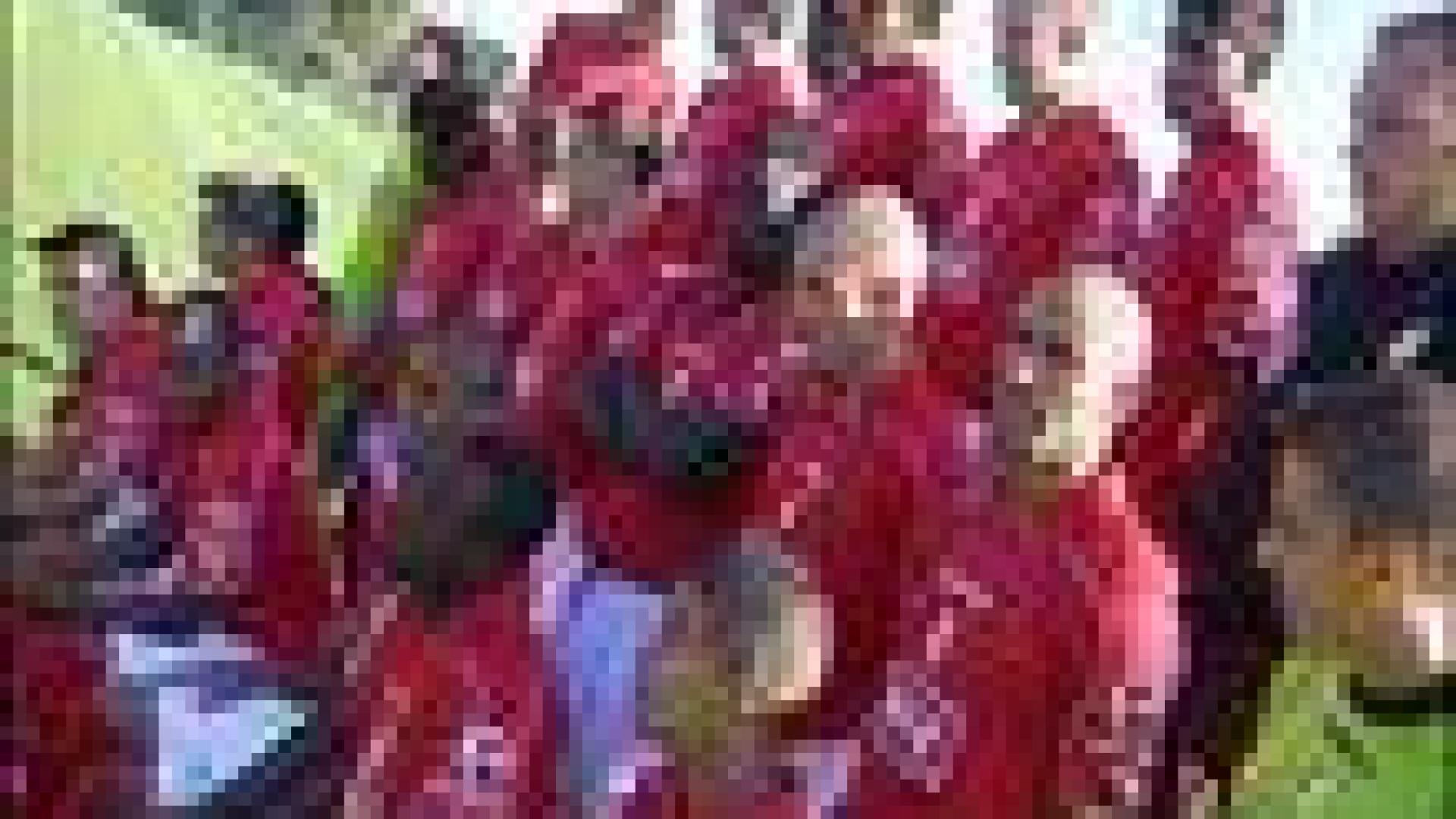 Standard: photo officielle