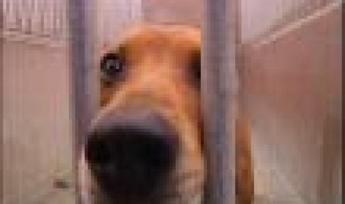 Chats et chiens : en augmentation !