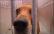 Chats et chiens : en augmentation !