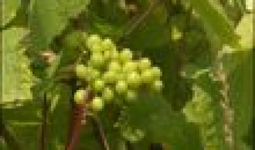 Flémalle: un vin en AOC