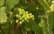 Flémalle: un vin en AOC