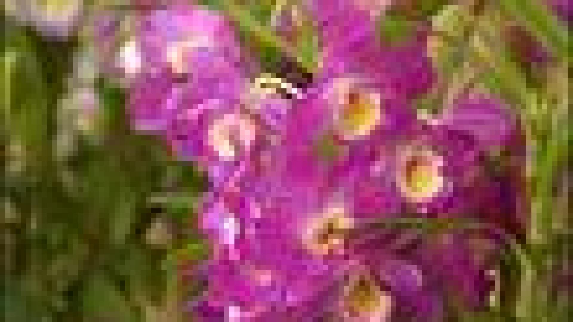 Observatoire du Monde des Plantes : nouvelles collections en 2010