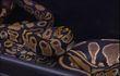 Une quarantaine de serpents découverts dans une habitation à Seraing