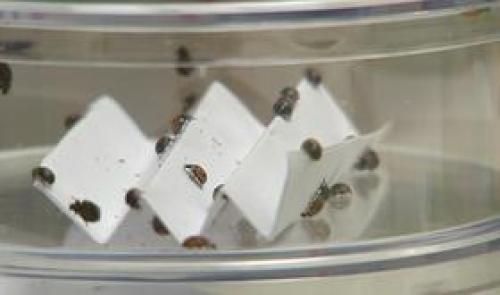 Le spécialiste belge de la coccinelle