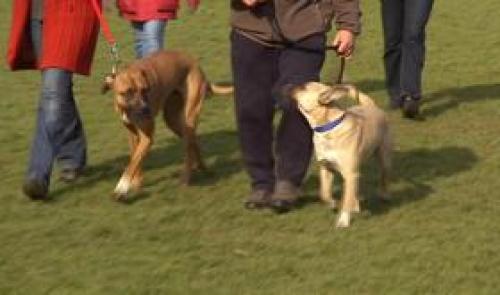 Chiens : test de sociabilité obligatoire