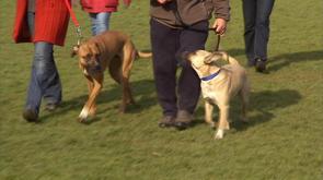 Chiens : test de sociabilité obligatoire