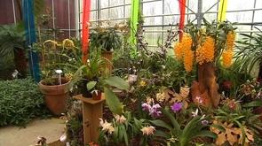 Exposition d'orchidées à l'Observatoire du Monde des plantes