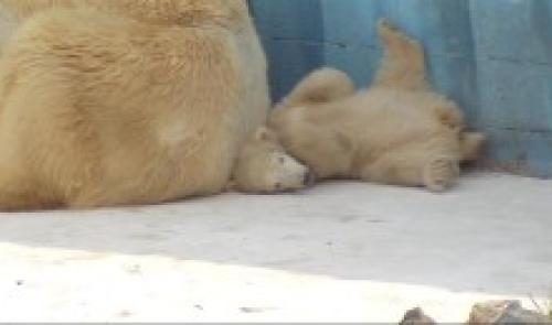 Naissance d'un petit ours femelle au Monde Sauvage d'Aywaille.