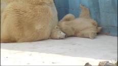 Naissance d'un petit ours femelle au Monde Sauvage d'Aywaille.