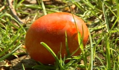 Grande chasse aux oeufs à Aywaille