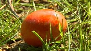 Grande chasse aux oeufs à Aywaille