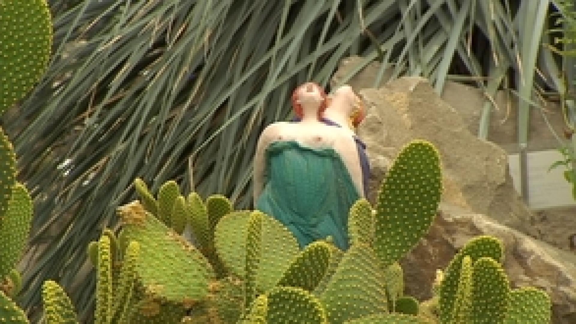 Exposition cactus à l'observatoire du monde des plantes